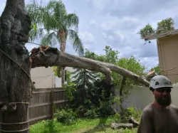 Certified arborist climbing for tree work in Clearwater FL
