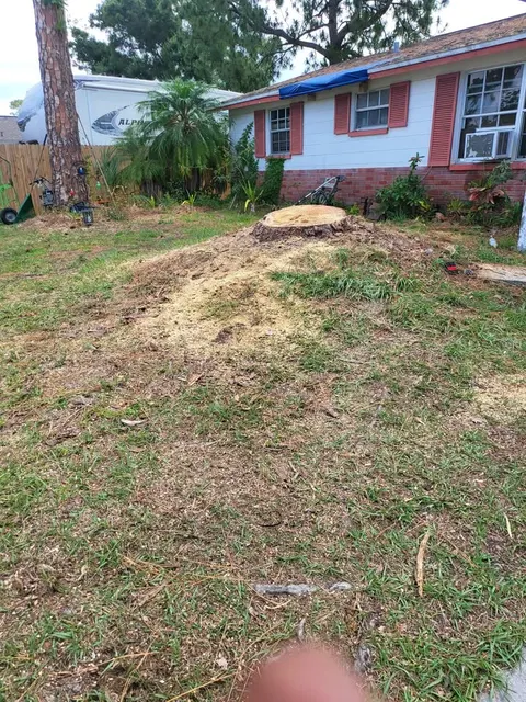 Completed tree care project in Clearwater Florida