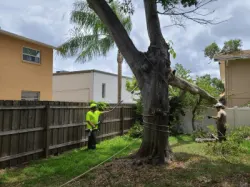 Emergency tree response after storm damage in Pinellas County FL