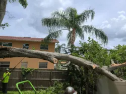 Large tree removal completed by Tree Impressions in Clearwater FL