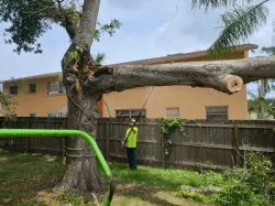 Tree trimming and pruning service in Clearwater FL